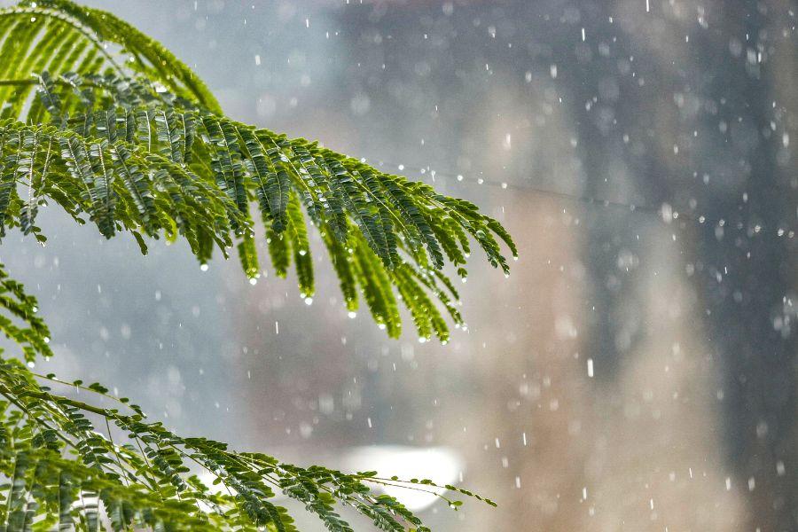 Vzdrževanje zbiralnika deževnice: kako preprečiti nastanek alg in vonjav