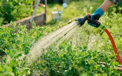 Kako avtomatizirati zalivanje vrta (in si prihraniti čas)